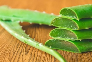 تصویر 4 از قیمت خرید برگ آلوئه ورا عمده + فروش ویژه