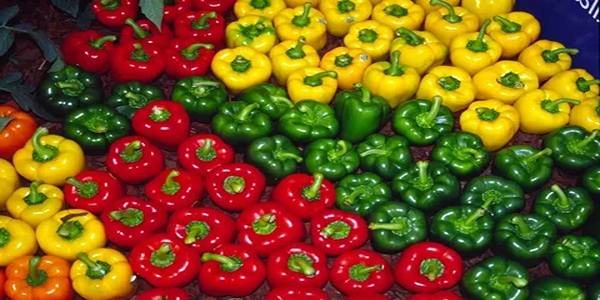 تصویر 5 از خرید و قیمت فلفل دلمه رنگی + فروش عمده