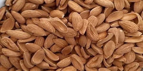 تصویر 2 از معرفی بادام مامایی صادراتی + بهترین قیمت خرید