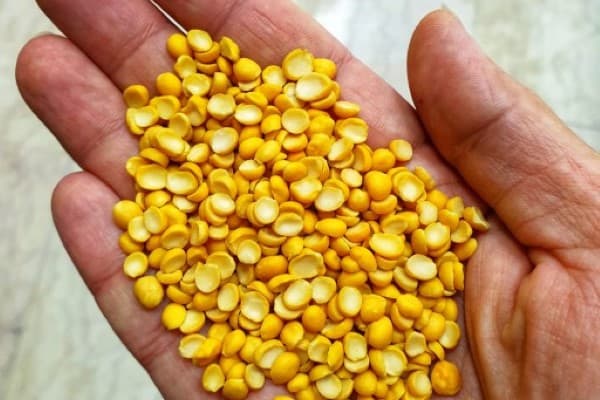 تصویر 3 از قیمت خرید لپه درجه یک آذرشهر با فروش عمده