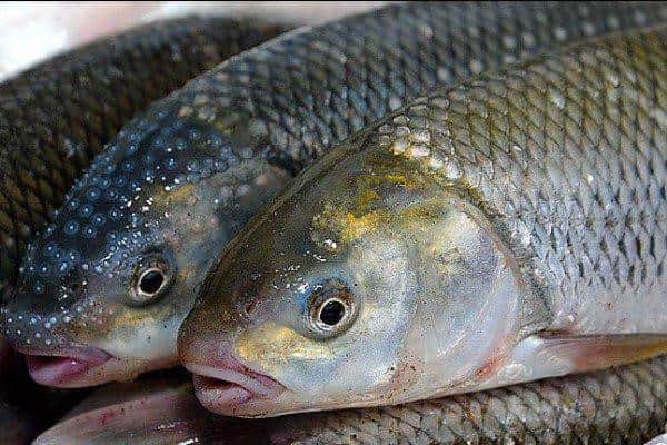 تصویر 5 از قیمت روز ماهی سفید شمال