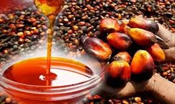 تصویر 5 از خرید و قیمت روغن هسته خرما پالم + فروش عمده