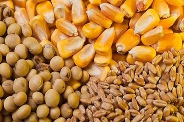 تصویر 3 از فروش مکمل دامی و طیور + قیمت خرید به صرفه
