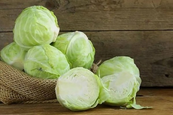 تصویر 3 از قیمت خرید کلم سفید ارومیه + فروش ویژه