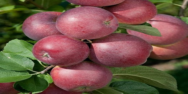 تصویر 1 از قیمت خرید سیب گلاب تابستانی + فروش ویژه