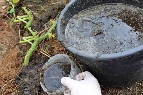 تصویر 3 از قیمت روز کود ارگانیک فسفر بالا