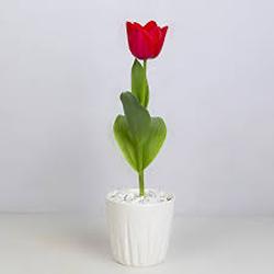 خرید و قیمت گل لاله گلدانی + فروش عمده