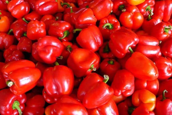 تصویر 2 از قیمت خرید فلفل دلمه ای قرمز خام عمده به صرفه و ارزان