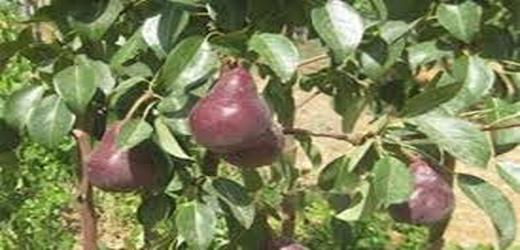 تصویر 5 از قیمت خرید نهال گلابی ردآنجو + فروش ویژه