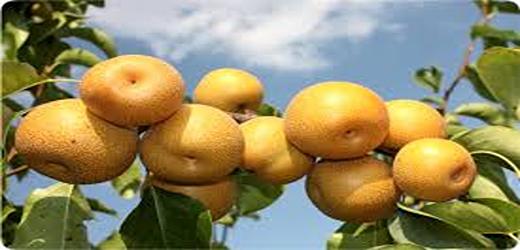 تصویر 2 از قیمت نهال گلابی پرتقالی + خرید باور نکردنی