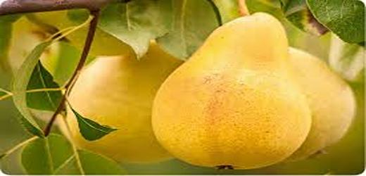 تصویر 3 از قیمت نهال گلابی پرتقالی + خرید باور نکردنی