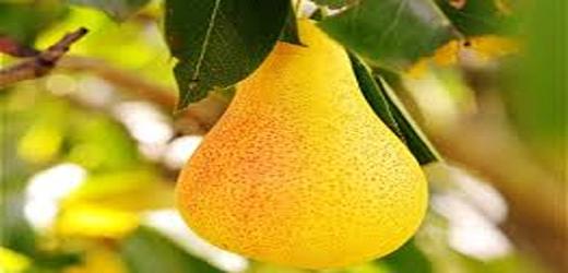 تصویر 1 از قیمت نهال گلابی پرتقالی + خرید باور نکردنی