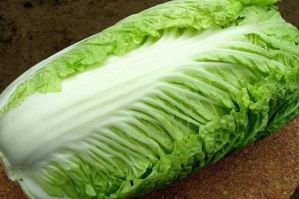 تصویر 3 از فروش کاهو چینی اصفهان + قیمت خرید به صرفه