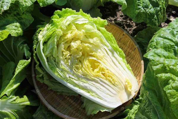 تصویر 1 از فروش کاهو چینی اصفهان + قیمت خرید به صرفه