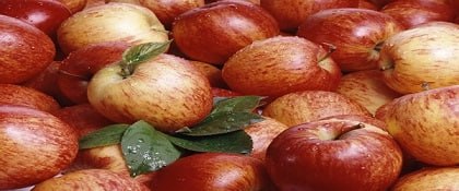 تصویر 1 از قیمت سیب سرخ ارومیه با کیفیت ارزان + خرید عمده