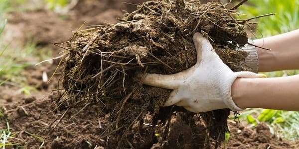 تصویر 4 از خرید کود ارگانیک کشاورزی + قیمت فروش استثنایی