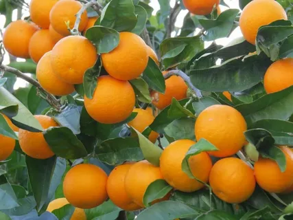 تصویر 2 از خرید و قیمت نهال پرتقال تامسون + فروش عمده