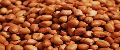 تصویر 2 از قیمت خرید بادام زمینی دامغان عمده به صرفه و ارزان