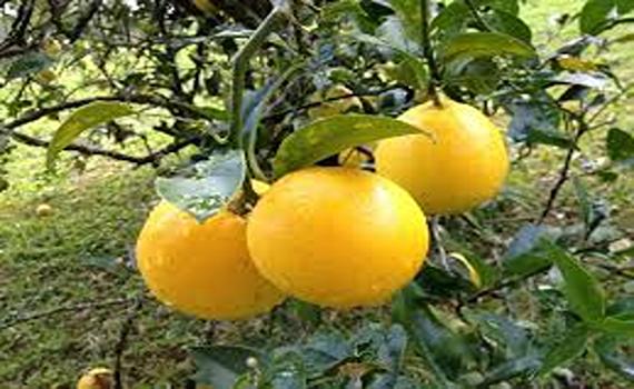 تصویر 4 از قیمت خرید نهال لیمو شیرین + فروش ویژه