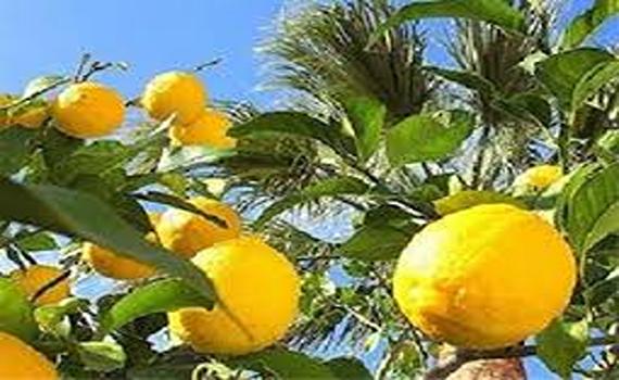 تصویر 5 از قیمت خرید نهال لیمو شیرین + فروش ویژه