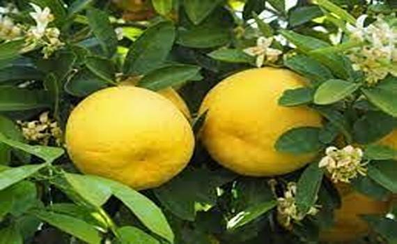 تصویر 2 از قیمت خرید نهال لیمو شیرین + فروش ویژه