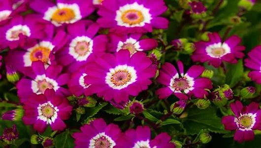 تصویر 2 از قیمت خرید گل سینره مینیاتوری + فروش ویژه