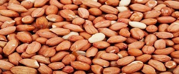 تصویر 1 از قیمت بادام زمینی دایره ای با کیفیت ارزان + خرید عمده