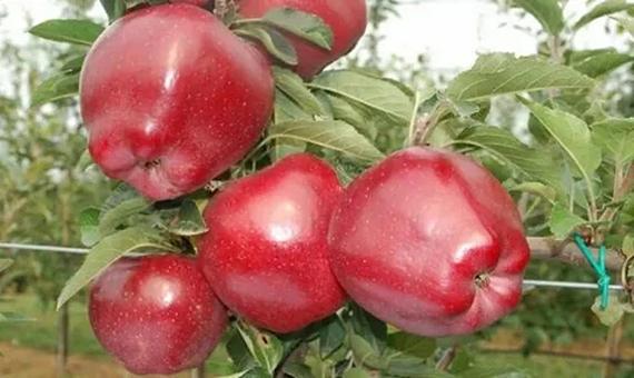 تصویر 2 از خرید و قیمت نهال سیب قرمز + فروش عمده