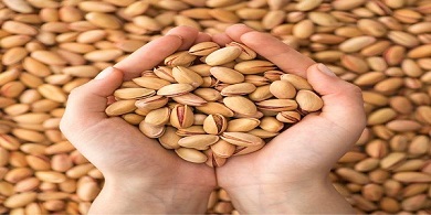 تصویر 5 از خرید پسته درجه یک صادراتی + قیمت عالی باکیفیت
