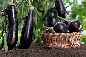 تصویر 4 از قیمت خرید بادمجان قلمی صادراتی + فروش ویژه