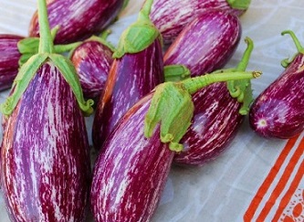 تصویر 2 از قیمت خرید بادمجان بنفش روشن + فروش ویژه