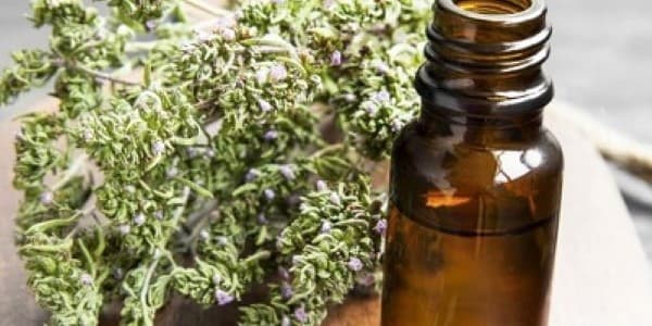 تصویر 3 از خرید آویشن باغی کازرون