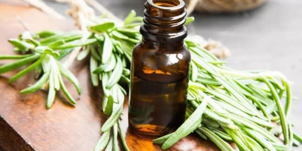 تصویر 2 از فروش عمده اسانس مرزه خوزستانی طبیعی گرید A