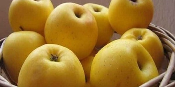 تصویر 1 از خرید سیب زرد درختی + قیمت عالی باکیفیت