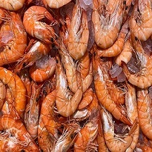 قیمت خرید لابستر آب شور عمده به صرفه و ارزان