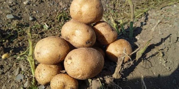 تصویر 5 از خرید سیب زمینی بامبا + قیمت عالی باکیفیت