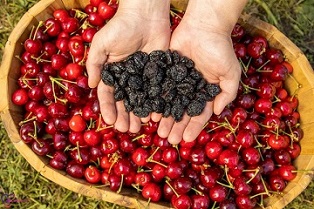تصویر 4 از خرید و قیمت آلبالو خشک شده عمده + فروش صادراتی