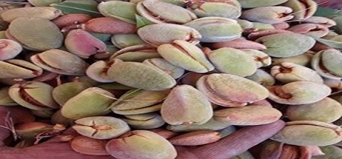 تصویر 2 از بادام درختی خرید