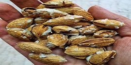 تصویر 4 از بادام درختی مناسب استفاده در آجیل‌ های ترکیبی