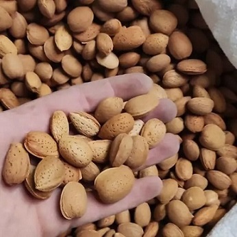 انواع بادام درختی ریز و درشت مناسب استفاده خانگی
