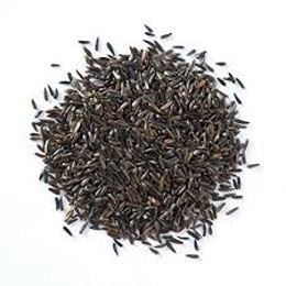 قیمت خرید دانه بالنگو شیرازی + فروش ویژه