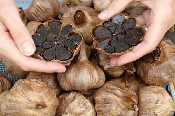 تصویر 4 از قیمت و خرید سیر سیاه یزد  + فروش ارزان