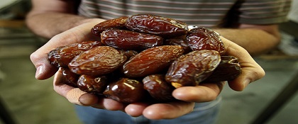 تصویر 1 از خرید و قیمت خرما خاصویی مشکین + فروش عمده