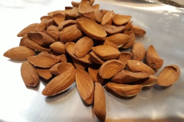 تصویر 4 از مغز هسته زردالو