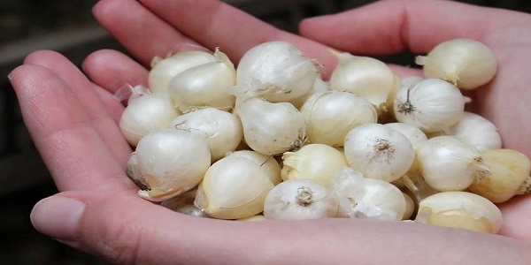 تصویر 4 از قیمت موسیر همدان + خرید باور نکردنی