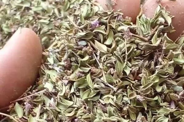تصویر 3 از قیمت آویشن کوهی خشک + پخش تولیدی عمده کارخانه