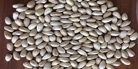 تصویر 3 از فروش پسته کله قوچی دهن بست + قیمت خرید به صرفه
