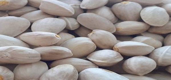 تصویر 2 از فروش پسته کله قوچی دهن بست + قیمت خرید به صرفه