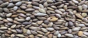 تصویر 5 از قیمت خرید پسته احمد آقایی زعفرانیبا فروش عمده