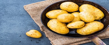 تصویر 5 از خرید سیب زمینی آگریا همدان + قیمت فروش استثنایی